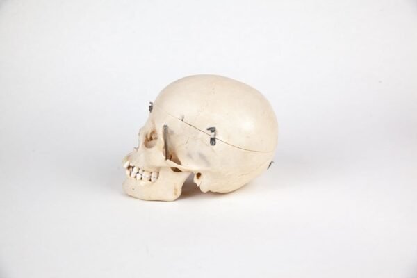 Adolescent Skull (0223) - Image 3