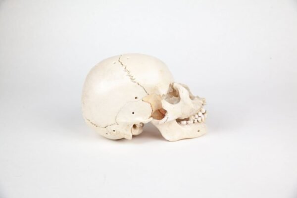 Disarticulated Skull (0224) - Image 2