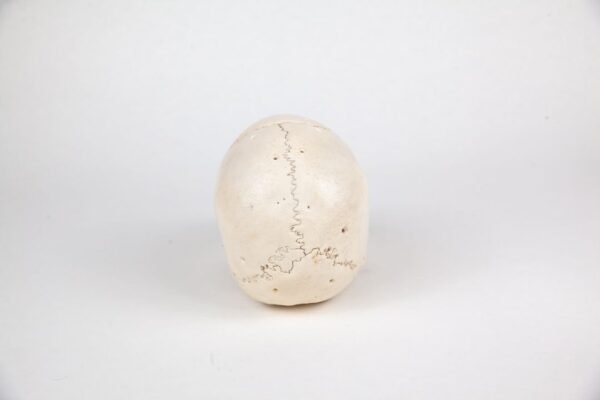 Disarticulated Skull (0224) - Image 4