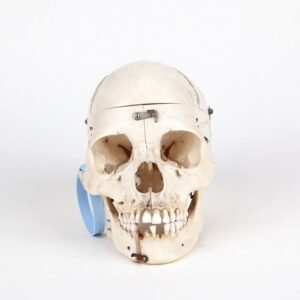 Medical Skull (0227)