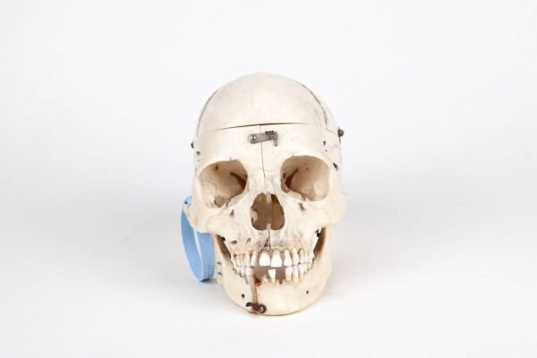 Medical Skull (0227)