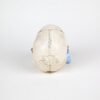 Medical Skull (0227) - Image 4