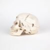 Medical Skull (0227) - Image 3
