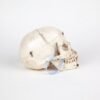 Medical Skull (0227) - Image 2