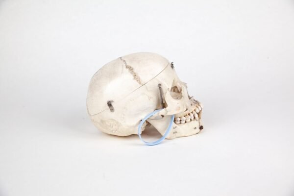Medical Skull (0227) - Image 2