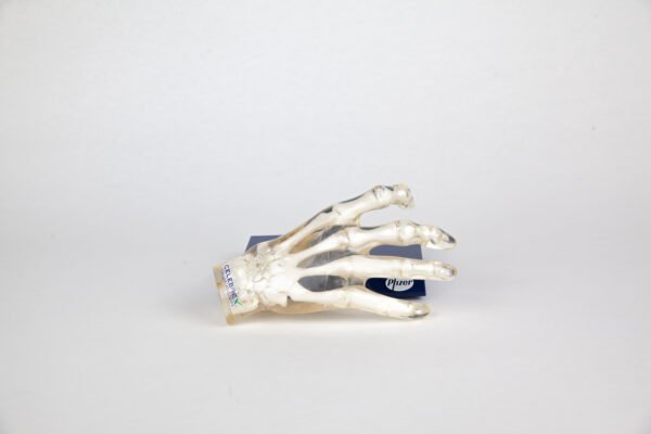 Phantom Hand Teaching Model