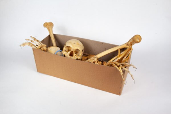 Adam, Rouilly Half-Skeleton Bone Box