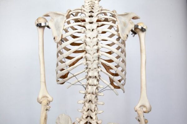 Carolina Biological Supply Skeleton (916) - Image 6