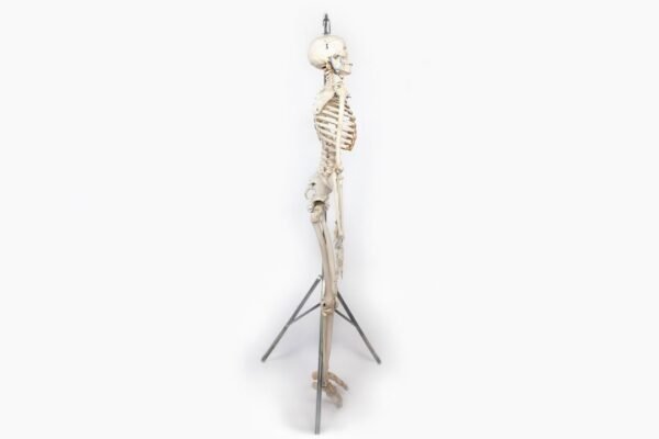 Carolina Biological Supply Skeleton (916) - Image 3