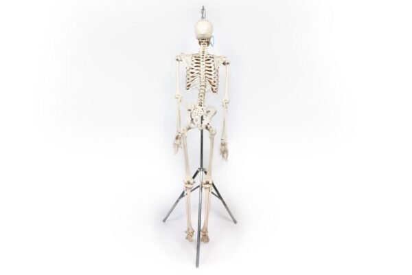 Carolina Biological Supply Skeleton (916) - Image 4