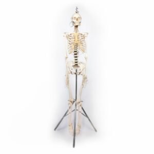 Adam, Rouilly Articulated Skeleton (917)