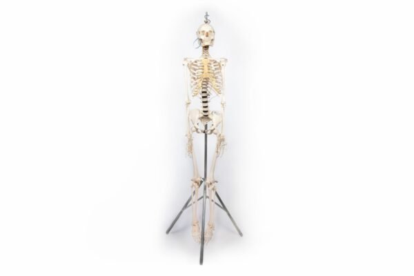 Adam, Rouilly Articulated Skeleton (917)