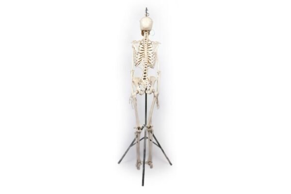 Adam, Rouilly Articulated Skeleton (917) - Image 4