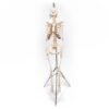 Articulated Human Skeleton (920)