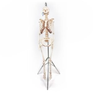 Articulated Human Skeleton (920)