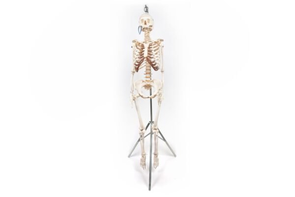 Articulated Human Skeleton (920)