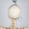 Articulated Human Skeleton (920) - Image 6