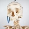Articulated Human Skeleton (920) - Image 5