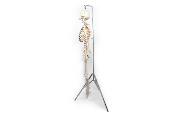 Articulated Human Skeleton (920)