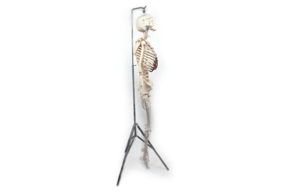 Articulated Human Skeleton (920) - Image 4