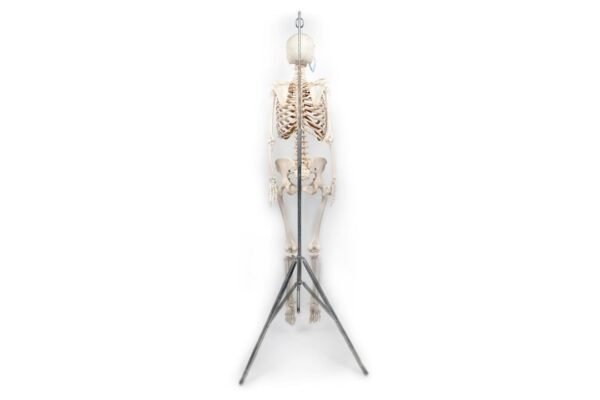 Articulated Human Skeleton (920) - Image 3