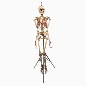 Antique Adam, Rouilly Articulated Skeleton (0923)