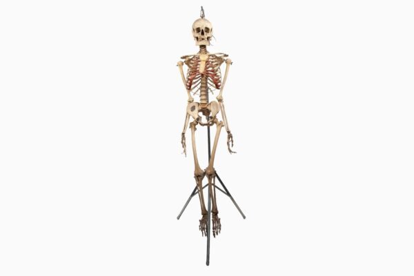 Antique Adam, Rouilly Articulated Skeleton (0923)