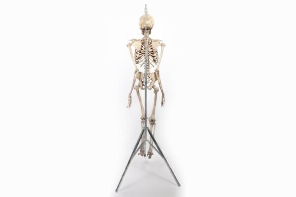 Antique Adam, Rouilly Articulated Skeleton (0923) - Image 4