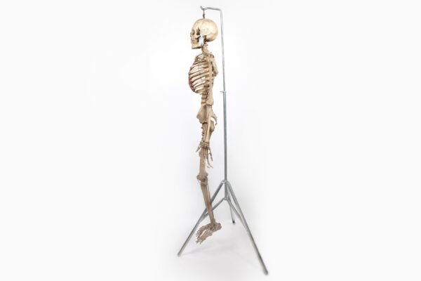 Antique Adam, Rouilly Articulated Skeleton (0923) - Image 3