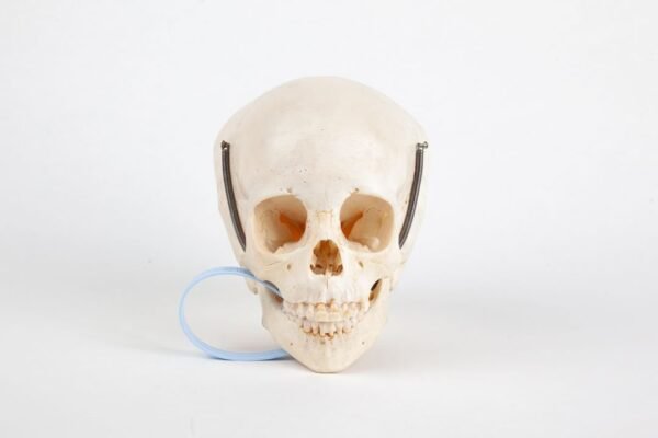 Uncut Pediatric Skull (0210)