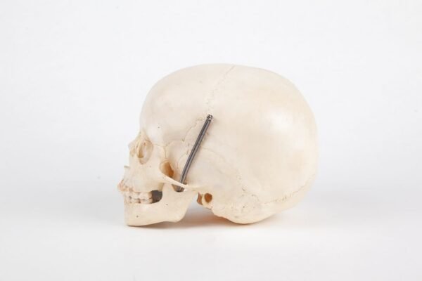 Uncut Pediatric Skull (0210) - Image 2