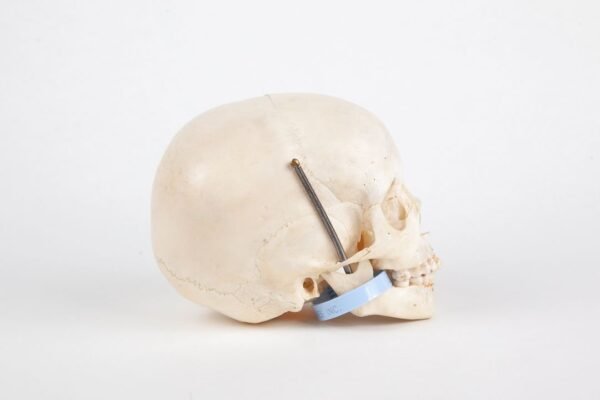 Uncut Pediatric Skull (0210) - Image 3