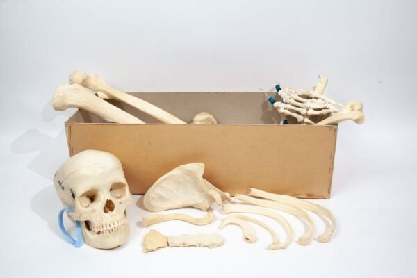 Adam, Rouilly Half-Skeleton Bone Box (0229) - Image 4