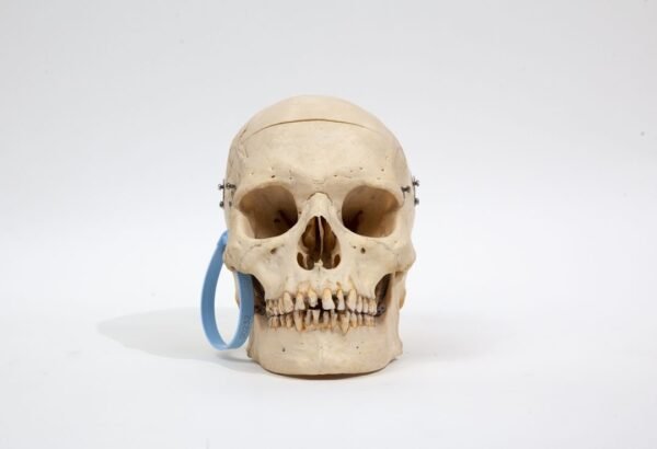 Medical Skull (0232)