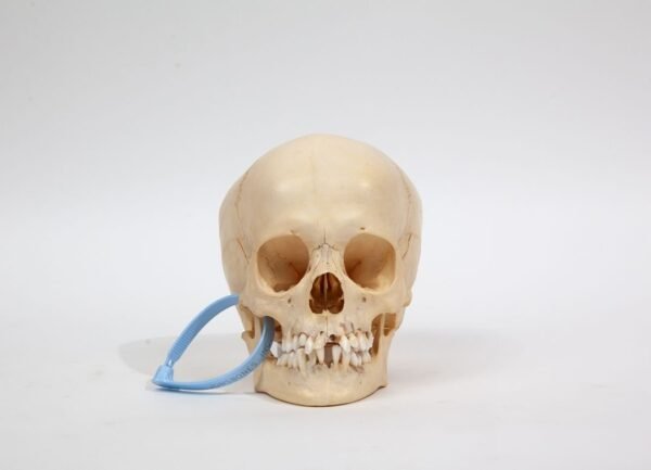 Kilgore Pediatric Skull (0233)