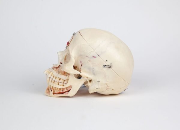 Explanatory Skull (0236) - Image 3