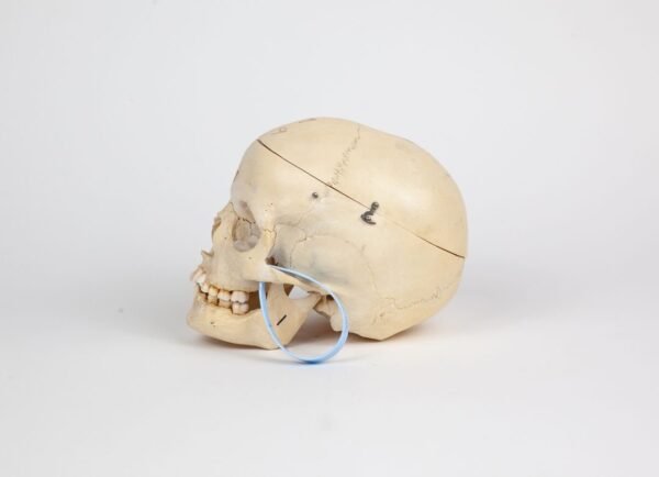Pediatric Skull (0238) - Image 3