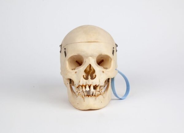 Medical Skull (0237)