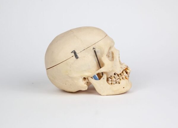 Medical Skull (0237) - Image 2