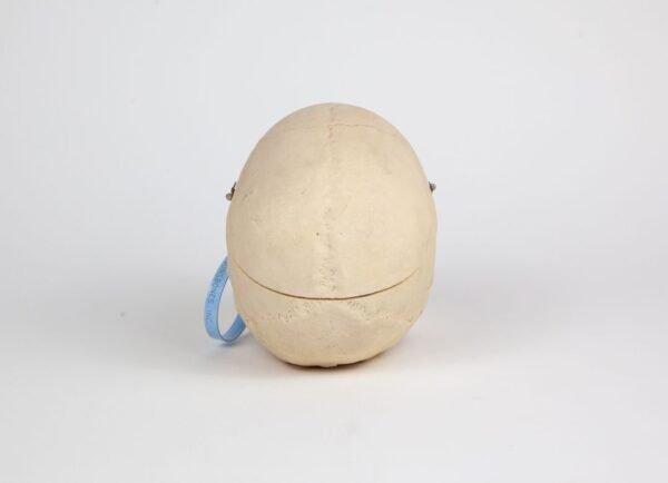 Medical Skull (0237) - Image 4