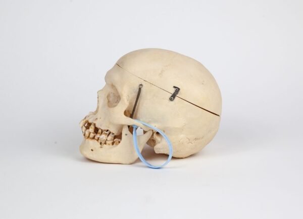 Medical Skull (0237) - Image 3