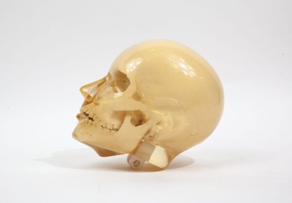 Synthetic Phantom Skull - Image 2