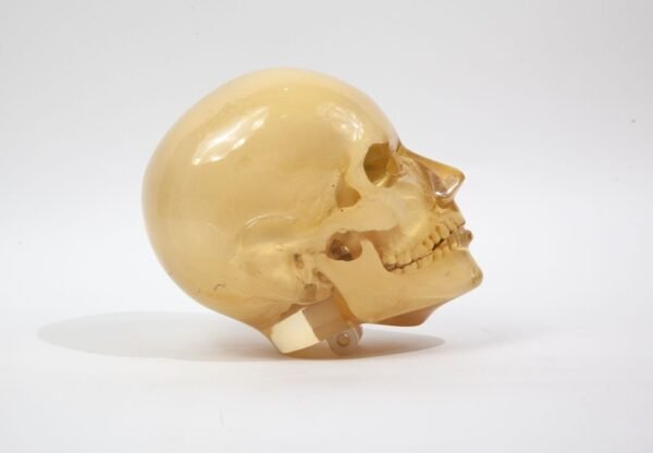 Synthetic Phantom Skull - Image 3