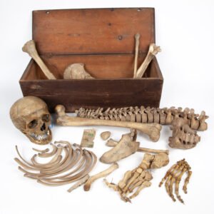 Half-Skeleton Bone Box (0244)