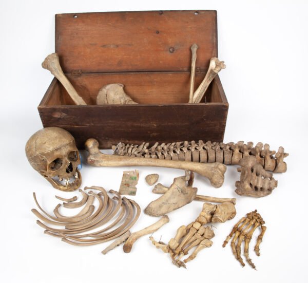 Half-Skeleton Bone Box (0244)
