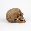 Half-Skeleton Bone Box (0244) - Image 6