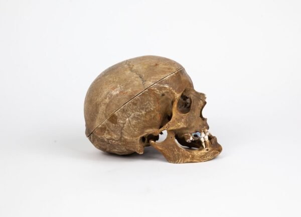 Half-Skeleton Bone Box (0244) - Image 6