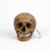 Half-Skeleton Bone Box (0244) - Image 5