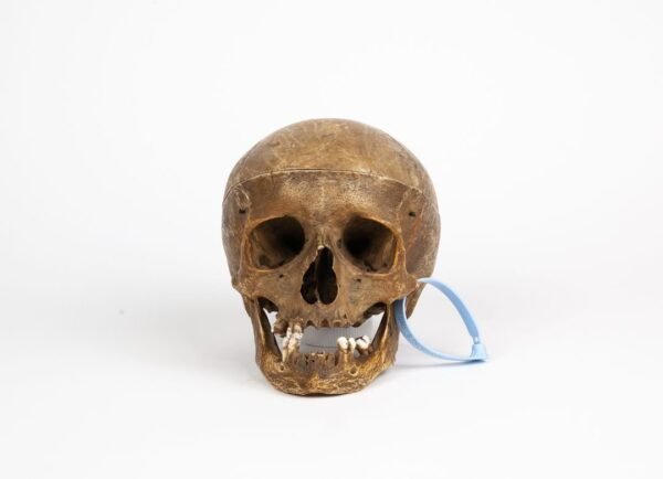 Half-Skeleton Bone Box (0244) - Image 5