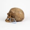 Half-Skeleton Bone Box (0244) - Image 7